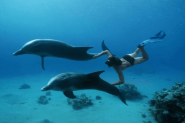 SWIMMING WITH THE DOLPHINS - New Line Travelers